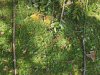 k-shared image (7)